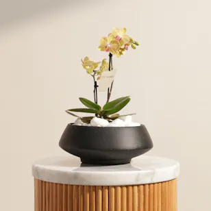 Enchanting Small Yellow Phalaenopsis Plant