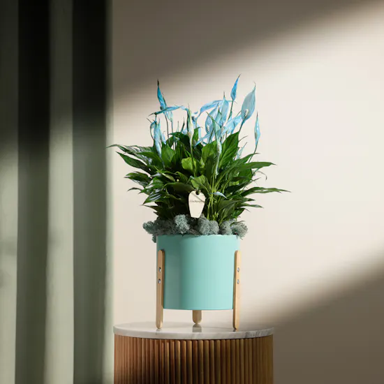 Shiny Blue Spathiphyllum Plant
