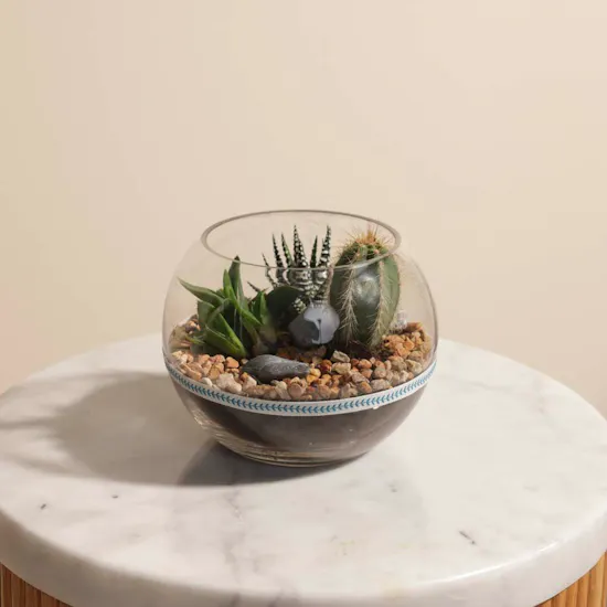 Cactus Open Terrarium Bowl