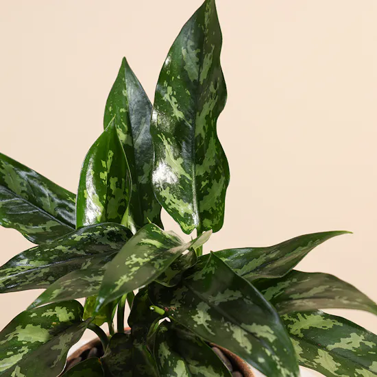 Aglaonema Plant