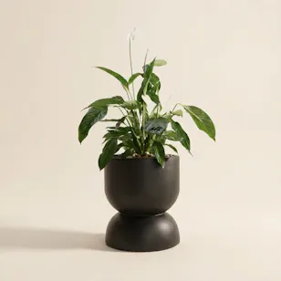 Light Spathiphyllum Bingo Plant