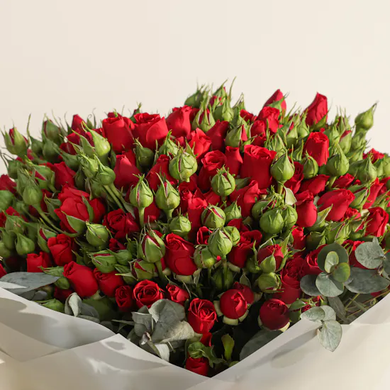 Dar Al Sabaek ¼ Lera Gold | Red Baby Roses