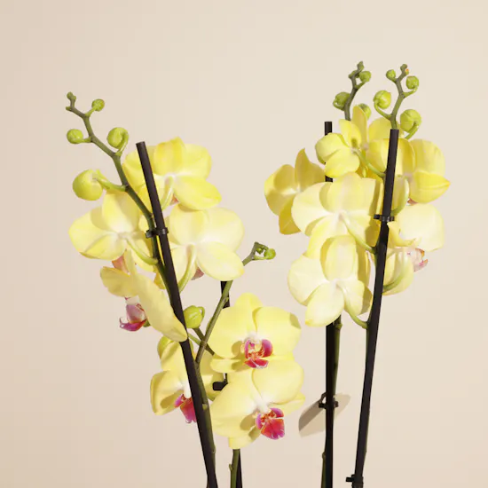 Stunning Yellow Orchid Plant