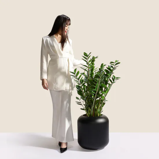 Unique Big Zamioculcas Zamiifolia Plant Pot