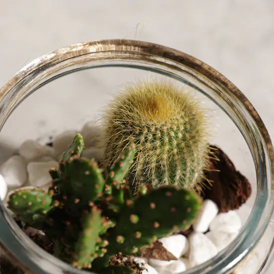 Unique Open Cactus Terrarium Plant