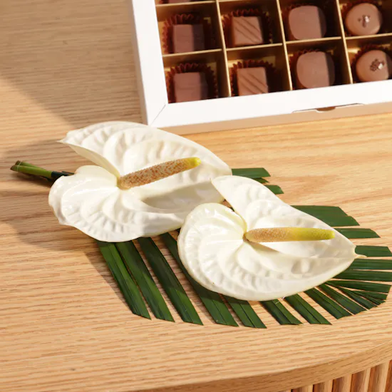 Abucci Classic Chocolate Box and White Elegance Anthurium