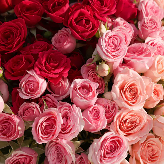 Spark Athletic Center Subscription Gift Voucher for Women | Royal Flowers
