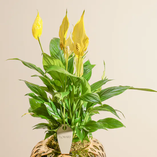 Sunny Yellow Spathiphyllum Bellini Plant