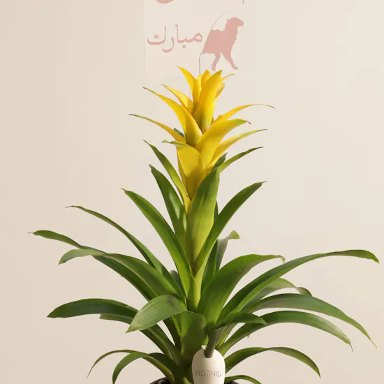 Fancy Yellow Eid Adha Mubarak Guzmania Plant