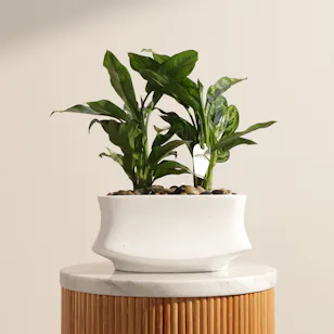 Unique Aglaonema Maria Duo Plants