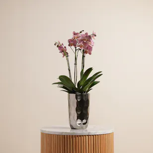 Pink Orchid Plant