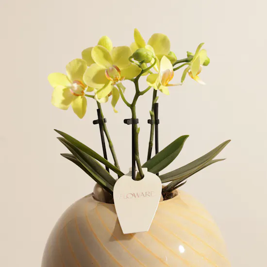 Elegant Small Yellow Phalaenopsis Plant