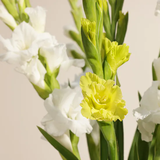 Bright Gladiolus Vase