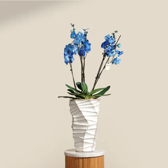 Beauty Blue Phalaenopsis Plant