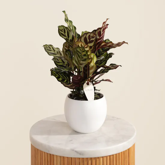Elegant Calathea Makoyana Plant