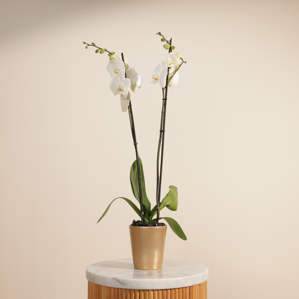 نبات فالاينوبسيس أبيض راقي