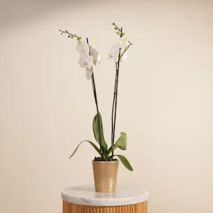 Graceful White Phalaenopsis Plant