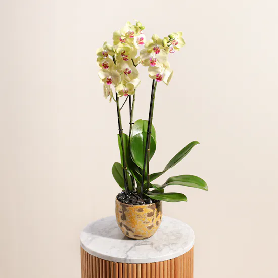 Light Yellow | Orchid Plant