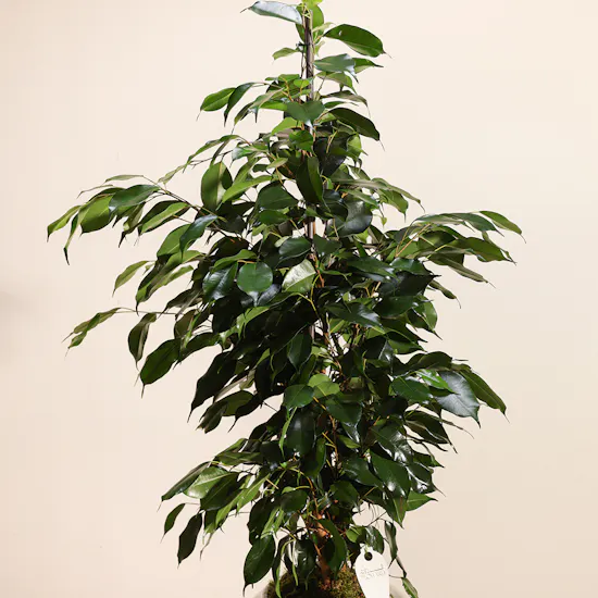Ficus Benjamina Danielle