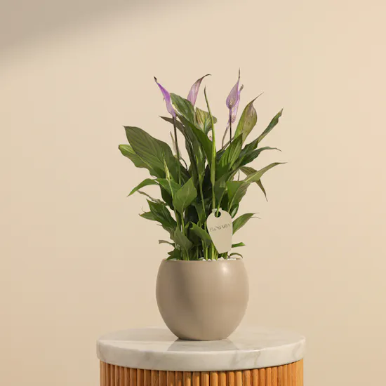 Dreamy Purple Spathiphyllum Plant