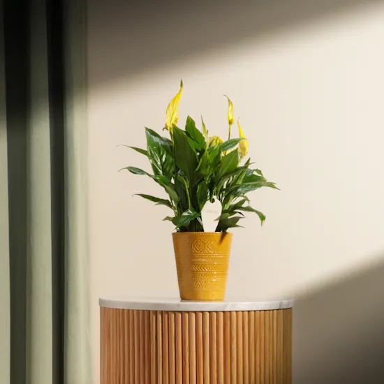 Yellow Spathiphyllum Plant