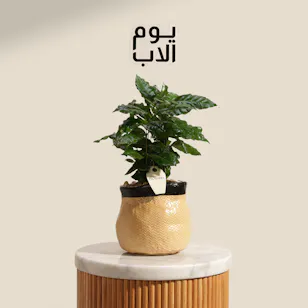 نبات القهوة العربي النقية ليوم الأب