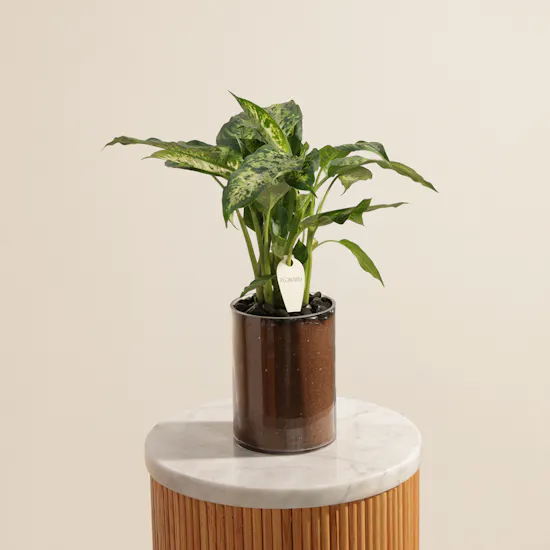 Striking Dieffenbachia Compacta Plant