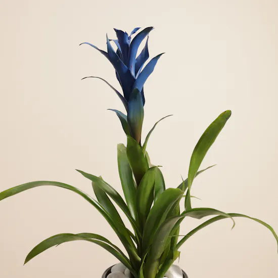 Father's Day Shinny Blue Guzmania Plant