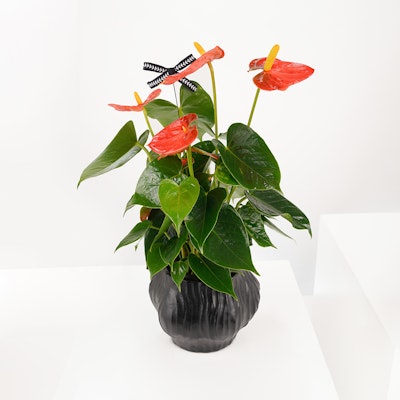 Autumn Plant | Orange Anthurium