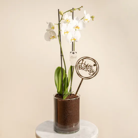 Happy Birthday Orchid Plant