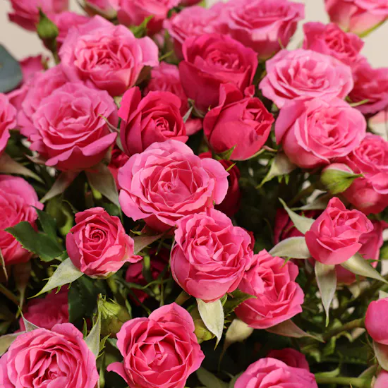 Fuchsia Whisper Rose Vase