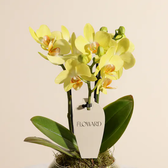 Cheerful Birthday Yellow Phalaenopsis Plant