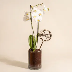 Happy Birthday Orchid Plant Happy Birthday Orchid Plant