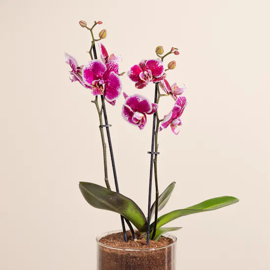 Purple Orchid Plant Pot