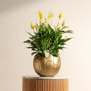 Elegant Yellow Spathiphyllum Plant
