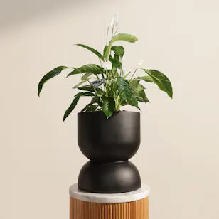 Light Spathiphyllum Bingo Plant