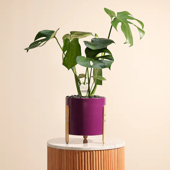 Enchanting Monstera Vase
