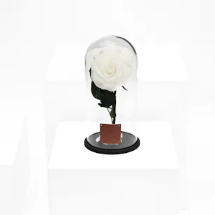 Preserved White Rose | Dome Glass Preserved White Rose | Dome Glass