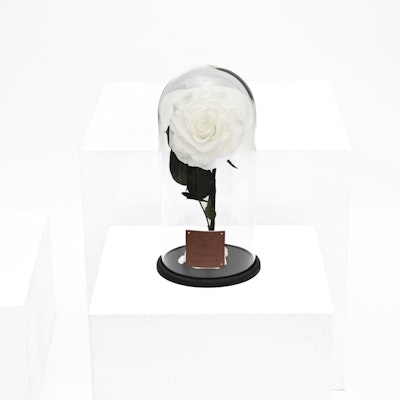 Preserved White Rose | Dome Glass