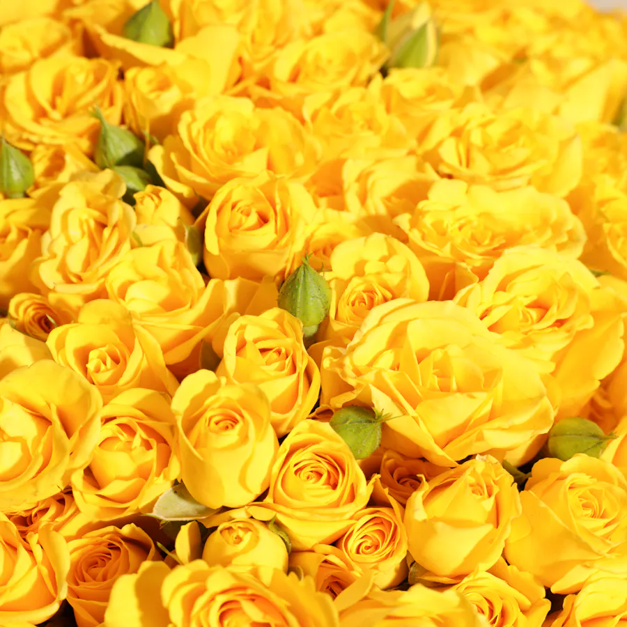 Sunshine Delight Bouquet | 100 Baby Roses 2