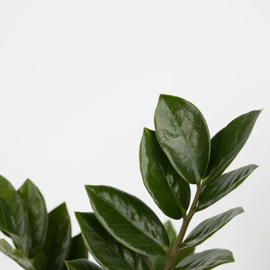 Zamioculcas Zamiifolia Plant