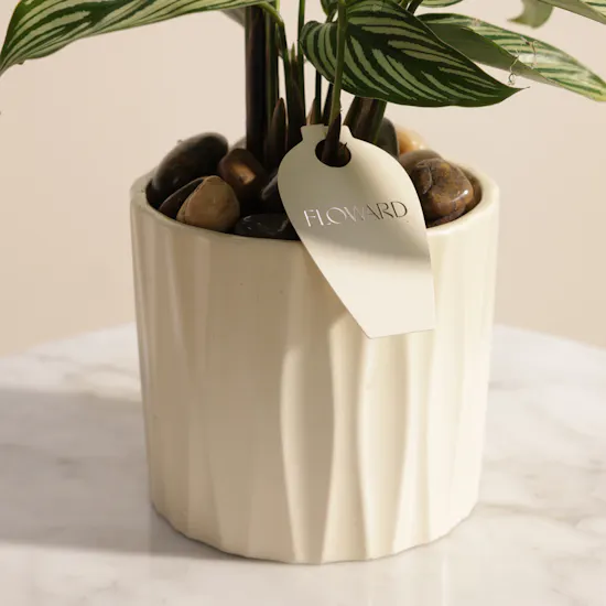 Unique Calathea Vittata Plant Vase