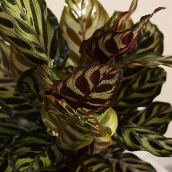 Elegant Calathea Makoyana Plant