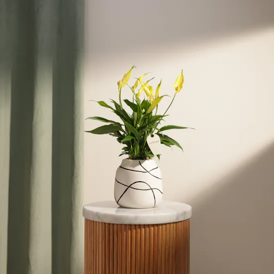 Glowy Yellow Spathiphyllum Plant