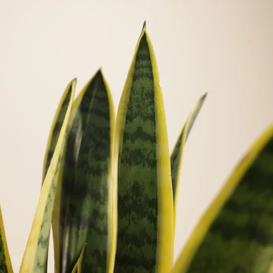 Sanseveria Snake Plant