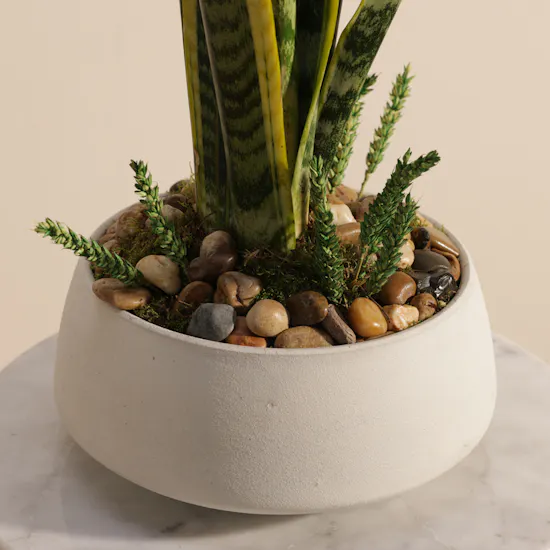 Elegant Sansevieria Snake Plant