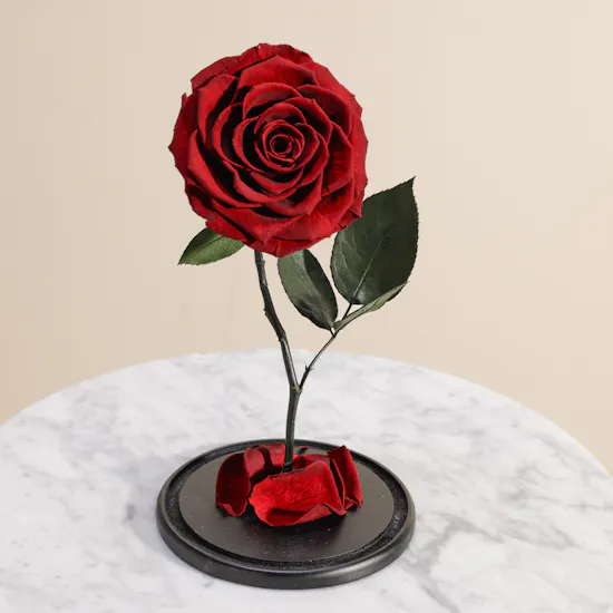 Dark Red Single Preserved Rose Dome
