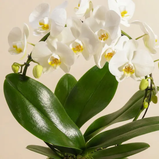 White Bow Orchid Plant | Glass Pot