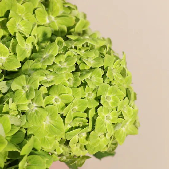 Fresh Green Hydrangea Vase