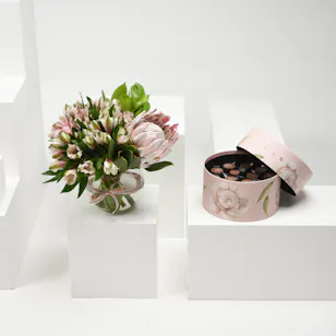 Hanoverian Chocolate & Pinks
